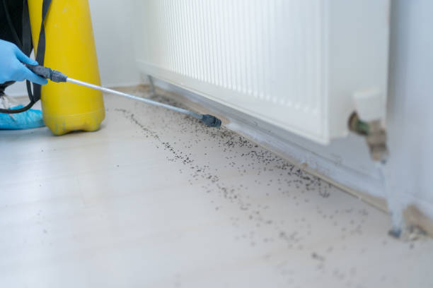 Best Local Pest Control Services  in Valley Falls, RI